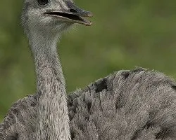 Rhea americana