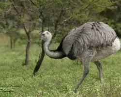 Rhea americana