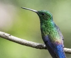 Amazilia saucerottei