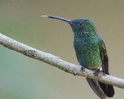 Amazilia saucerottei
