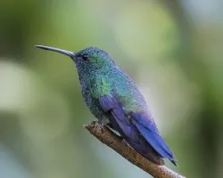 Amazilia saucerottei