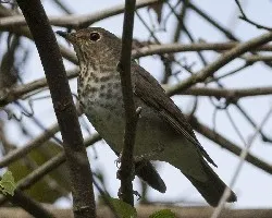 Catharus ustulatus