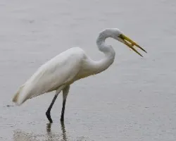 R3
