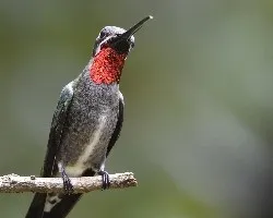 Heliomaster constantii