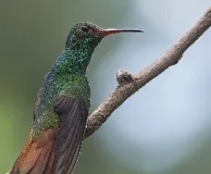 Amazilia tzacatl