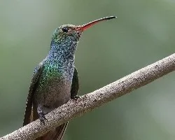 Amazilia tzacatl
