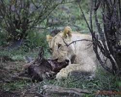 Leona (panthera leo)