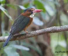 Actenoides monachus