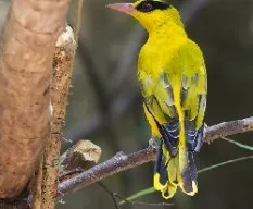 Oriolus chinensis