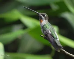 Heliomaster constantii