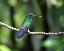 Amazilia saucerrottei