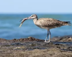 Numenius phaeopus