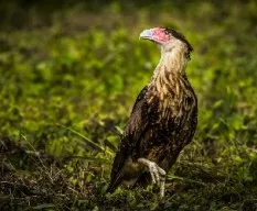 Caracara cheriway