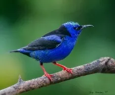 Cyanerpes cyaneus