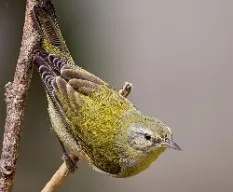 Oreothlypis peregrina