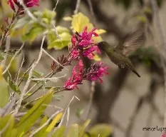 Hylocharis chrysura