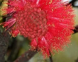 Calliandra haematocephala