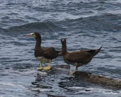 Sula leucogaster