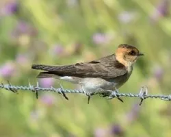 Stelgidopteryx fucata