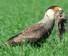 Caracara plancus