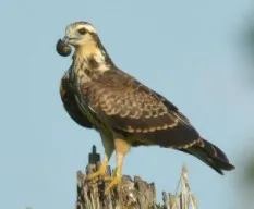 Rostrhamus sociabilis