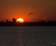 Sol naciente