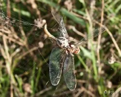 Cazador cazado