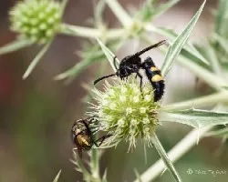 Dos a la mesa