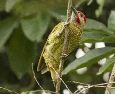 Piculus rubiginosus