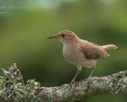Furnarius rufus