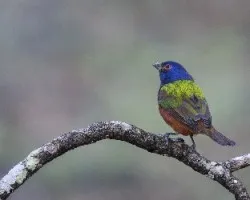 Passerina ciris