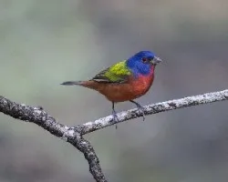 Passerina ciris