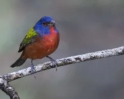 Passerina ciris