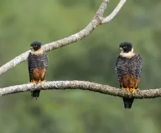 Falco rufigularis