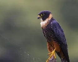 Falco rufigularis