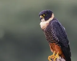 Falco rufigularis