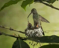 Amazilia tzacatl
