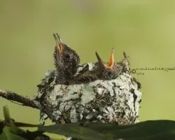 Amazilia tzacatl