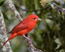 Piranga rubra