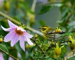 Setophaga virens