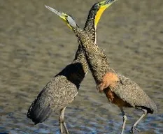 Tigrisoma mexicanum