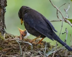 Turdus nigrescens