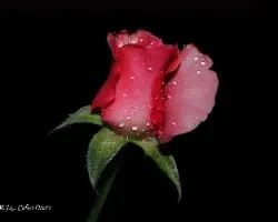 Papaver rhoeas