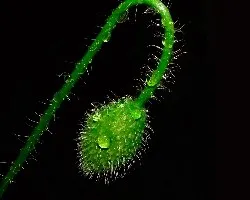 Papaver rhoeas
