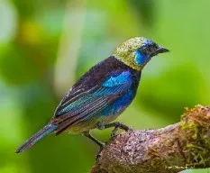Tangara larvata