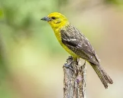 Piranga bidentata