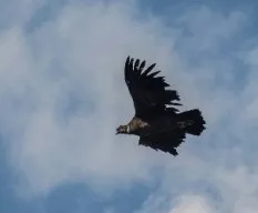 Condor