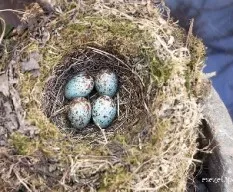 Turdus rufiventris