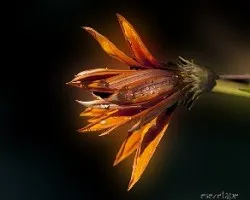 Gazania splendens 