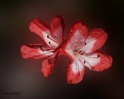 Azalea japonica